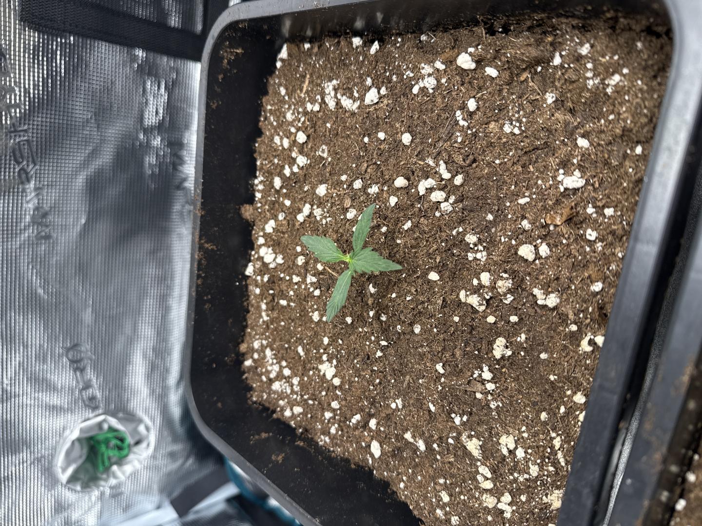 Plant photo